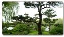 North Shore Sydney Tree Felling & Stump Grinding - Northside Tree & Garden Service