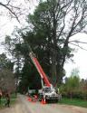 Southern Highlands Tree Services