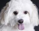 Dog Spa Deluxe Pty Ltd