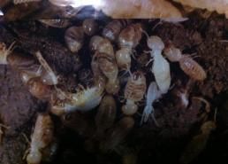 termite control western brisbane