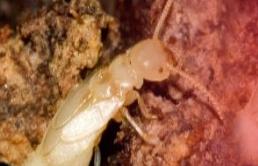 termite treatment brisbane north