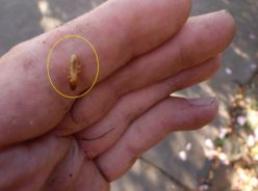 Pest Inspections Melbourne pest inspections melbourne