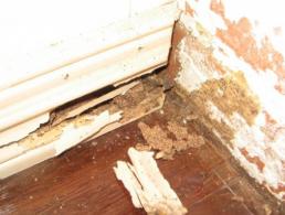 pest inspections alexandra hills